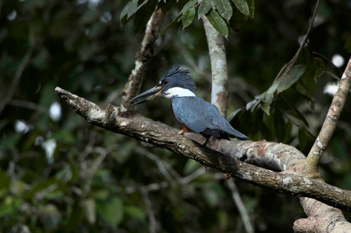 Tour aviturismo observación de aves